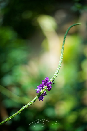 Chattanooga 2011 # 58