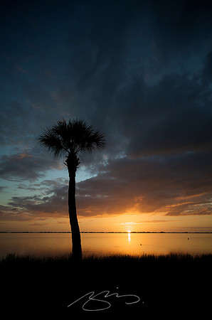 Sarasota Bay Palm #27