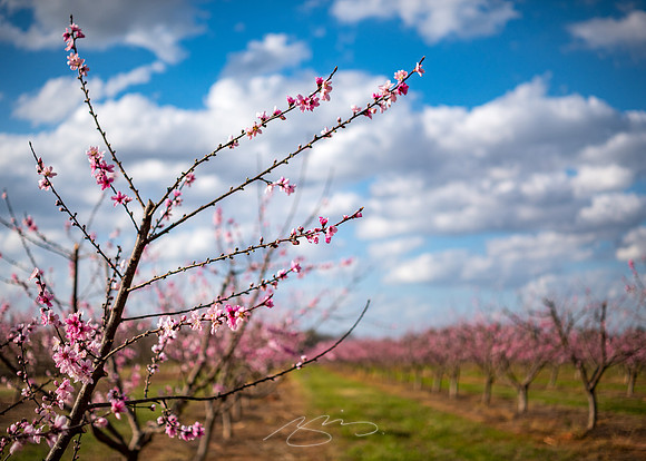 Yatesville Peach Blossoms #1