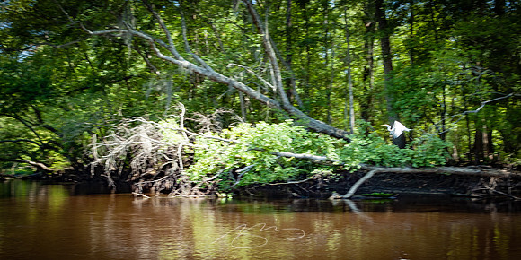 Edisto-River-40