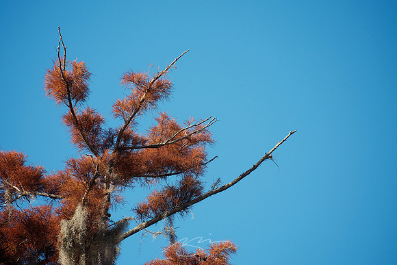 Cypress (Detail)