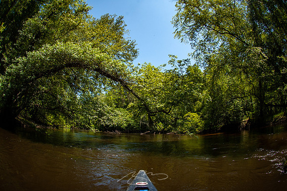 Edisto-River-25