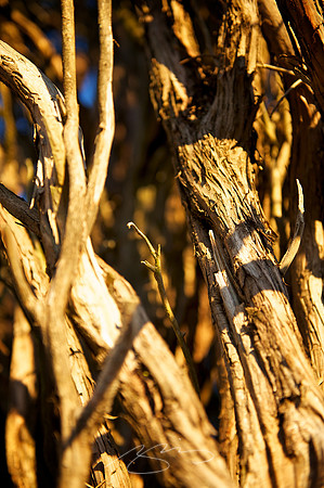 Tree Tangle