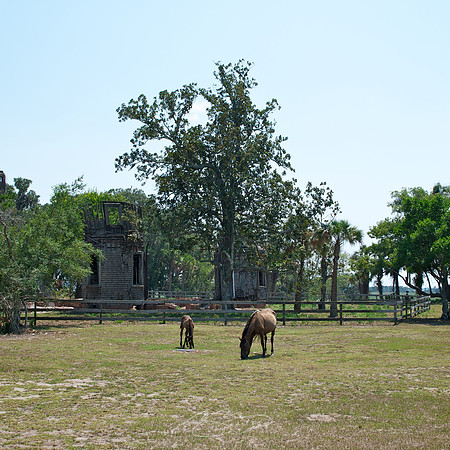 Cumberland Island - Dungeness Ruins 2