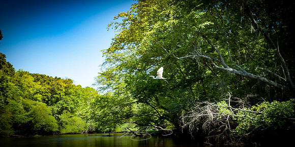 Edisto-River-41