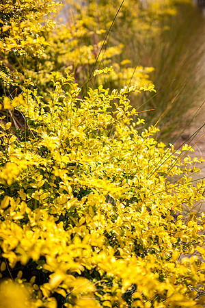 Macon - Oct 2022 - 3 - Flower and Grass on Poplar