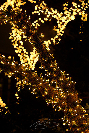 Holiday Trees Everywhere (in NYC)