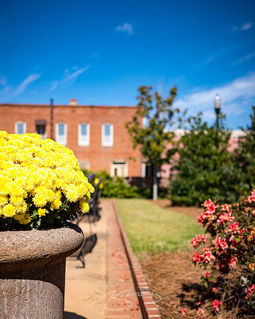 Sandersville - October 2022 - 19 - Mum Detail, Park in the Square, 101. S. Harris St