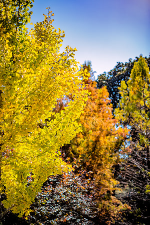 Macon - Mercer University - November 2025 - 2 - Tattnall Foliage