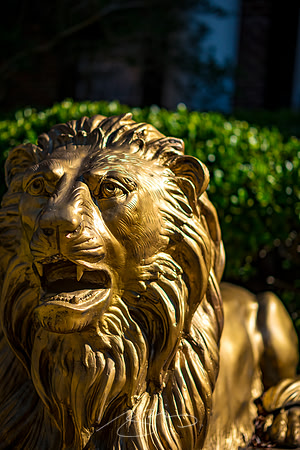 Macon - Mercer University - November 2025 - 16 - Lion Amongst the Bears, 1504 Linden Ave.