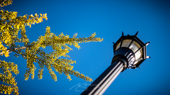 Macon - Mercer University - November 2025 - 30 - Foliage (and Streetlight), Prince St.