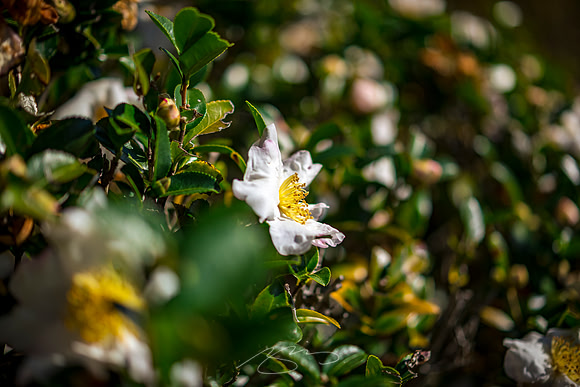 Macon - Mercer University - November 2025 - 31 - Fall Flower, College St.