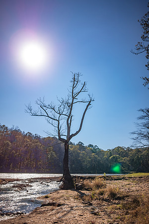 Thomaston - November 2022 - 10 -River and Tree in Afternoon Sun, Sprewell Park (#2)