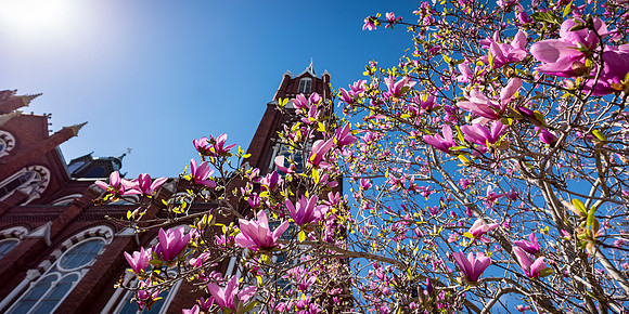 Macon - Mar 2026 - 4 - St. Joseph's Towering ... Tulip Tree, Poplar and New Sts.