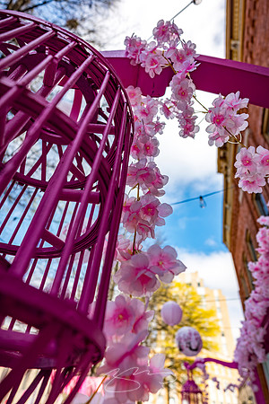 Macon - Mar 2026 - 15 - Cherry Blossom Festival Decor, The Monkey's Paw, 470 First St.