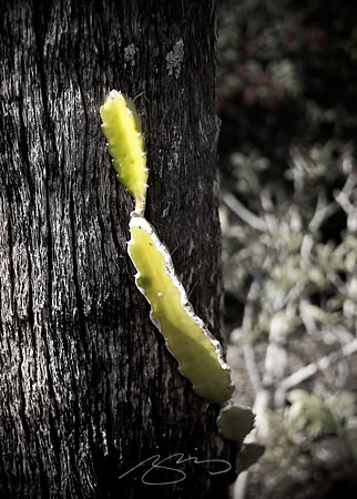 Tree Hug (Cactcus   Palm)