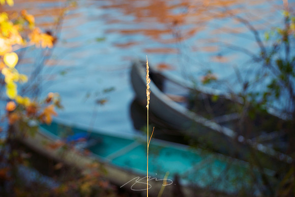 Canoes (with Grass)