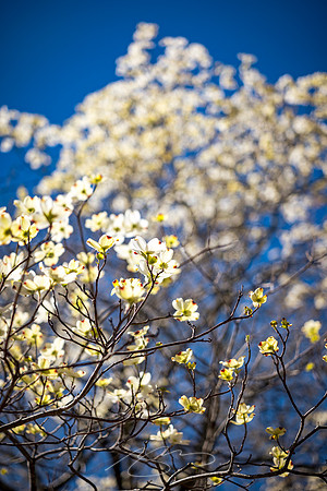 Milledgeville - Spring 2023 - 1 - Downtown Dogwood