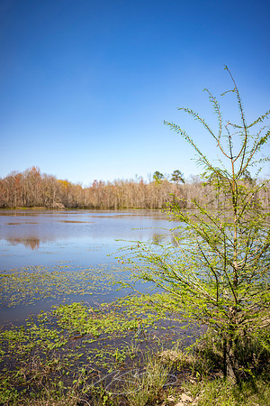 Milledgeville - Spring 2023 - 9 - O'Quinn Pond