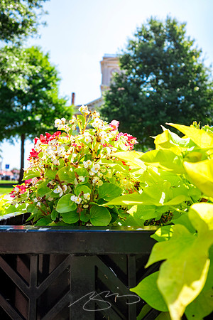 Monroe - Jul 2026 - 19 - Old Monroe City Hall (Flower Basket), 101 S. Broad St.