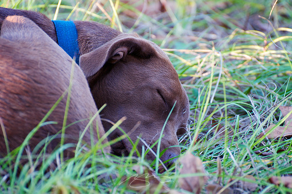Myra, Tuckered