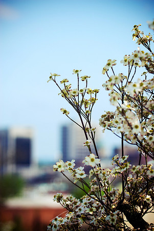 Dogwoods over Downtown