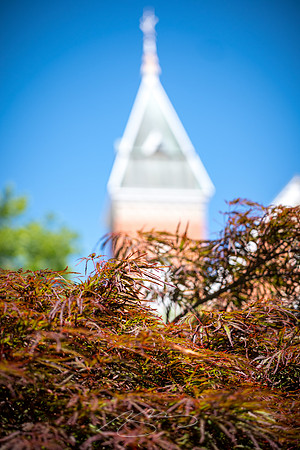 Macon - May 2022 - 10 - Red maple (and church steeple)