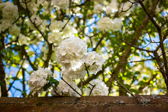 Zebulon - March23 - 22 - Garden Wall in Spring (#2)