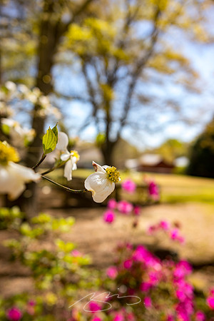 Senoia - March23 - 1 - Spring Flowers, Bridge St
