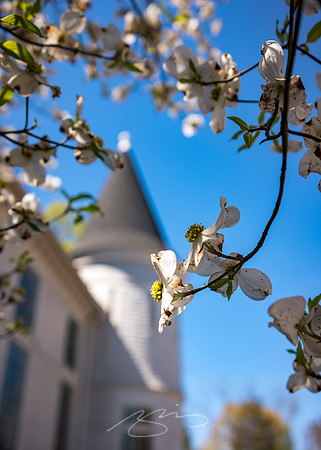 Senoia - March23 - 2 - Senoia United Methodist Church (Blossoms #1)