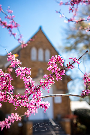Senoia - March23 - 14 - Church of God of Prophesy (Spring Blossoms), Main and Johnson Sts