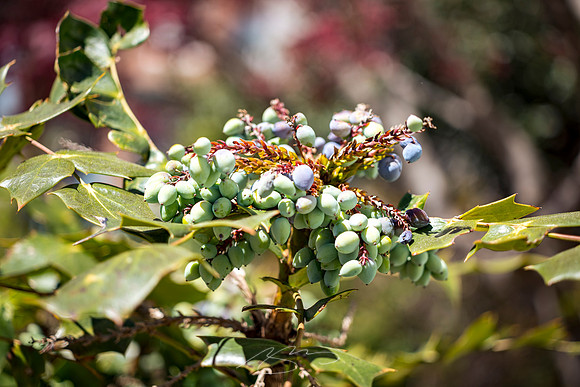 Senoia - March23 - 40 - Berries on Seavy (St.)