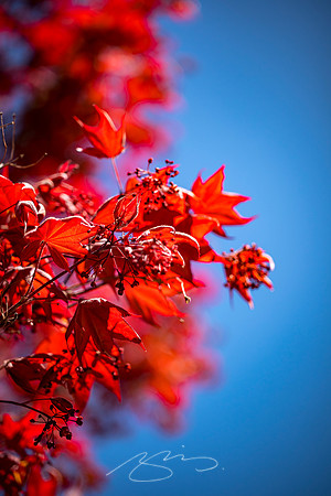 Senoia - March23 - 41 - Red Maple on Seavy (St.)