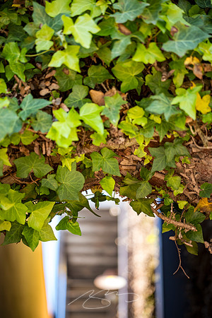 Senoia - March23 - 44 - Ivy, Arches and Light, 32 Main St