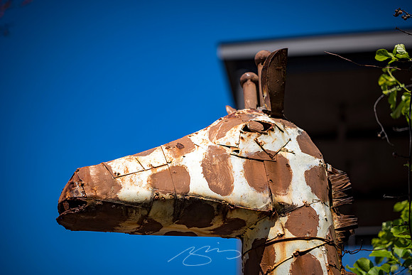 Senoia - March23 - 47 - Giraffe at Foxhollow, 7 Main St