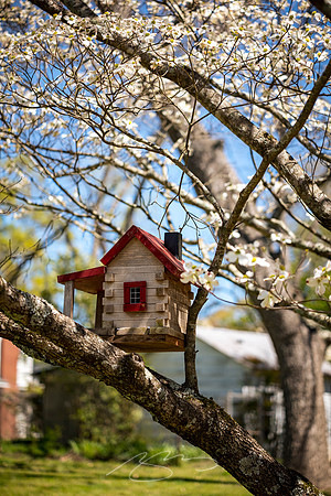 Senoia - March23 - 55 - Bird House, 128 Travis St