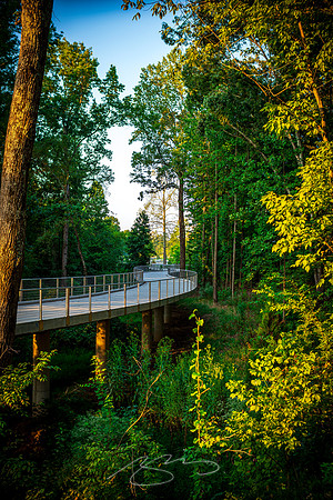 Johns Creek - Sep 2026 - 19 - Boardwalk and Trees #1, 11362 Lakefield Dr.