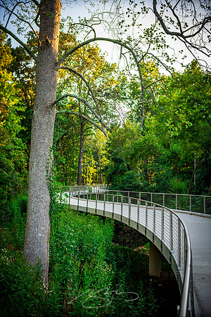 Johns Creek - Sep 2026 - 31 - Boardwalk and Trees #3, 11362 Lakefield Dr.