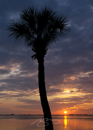 Sarasota Bay Palm #23 (Sunset)