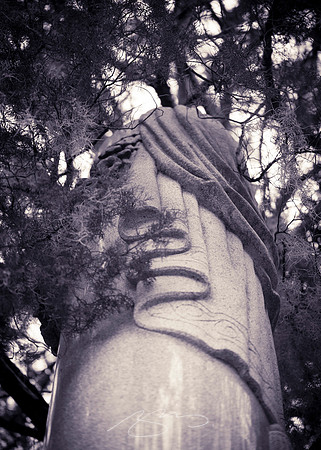 Savannah-Bonaventure -8