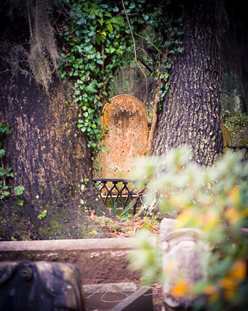 Savannah-Bonaventure -7