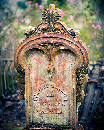 Savannah-Bonaventure -3