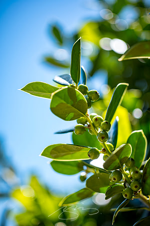 Macon - April 2023 - 3 - Leaves and Berries, Poplar & New Sts