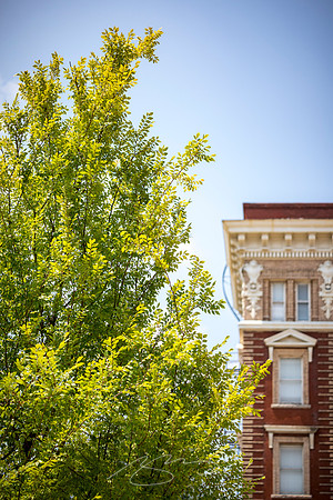 Macon - June 2023 - 6 - New Tree, Cotton Avenue Plaza