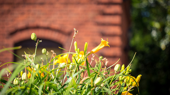 Macon - May 2022 - 22 - Yellow Daylilies and Red Brick Building, New St., Macon