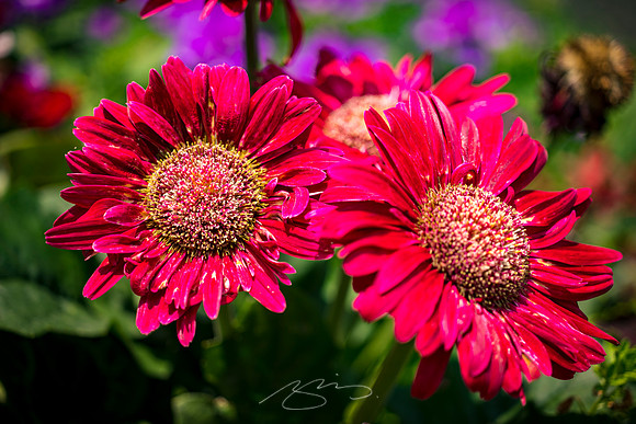 Macon - June 2023 - 3 - Flower Detail #1, Mulberry St