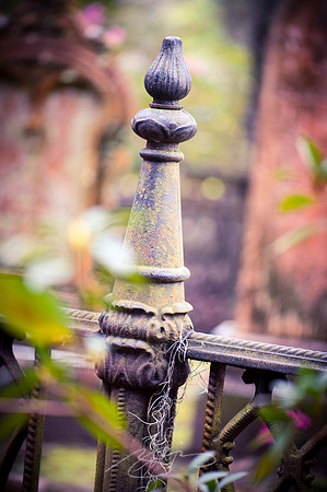 Savannah-Bonaventure -1