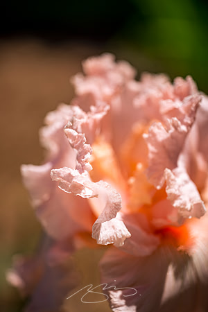 Macon - April 2023 - 4 - Pink Petals, Poplar & New Sts