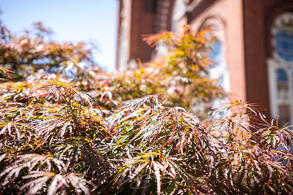 Macon - May 2022 - 4 - Red Maple, Red Church, Macon