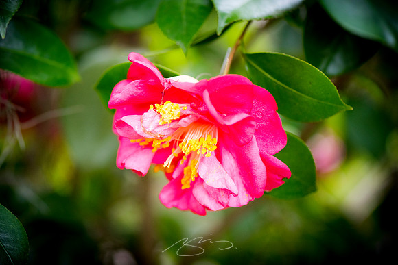 Savannah-Bonaventure -2